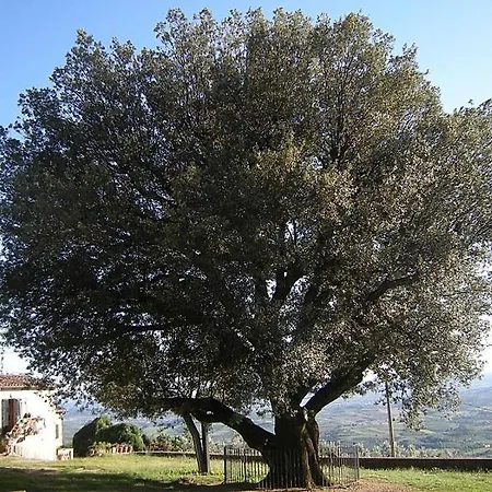 Affittacamere La Grotta Di Leonardo A Vinci *