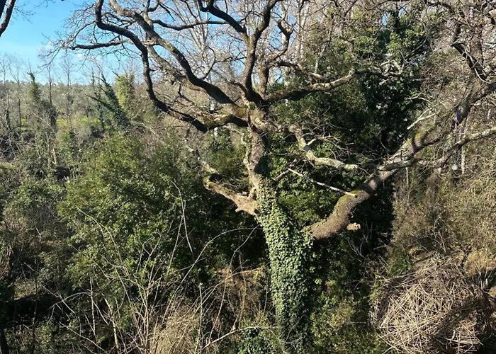 La Grotta Di Leonardo A Vinci 3* クアッラータ